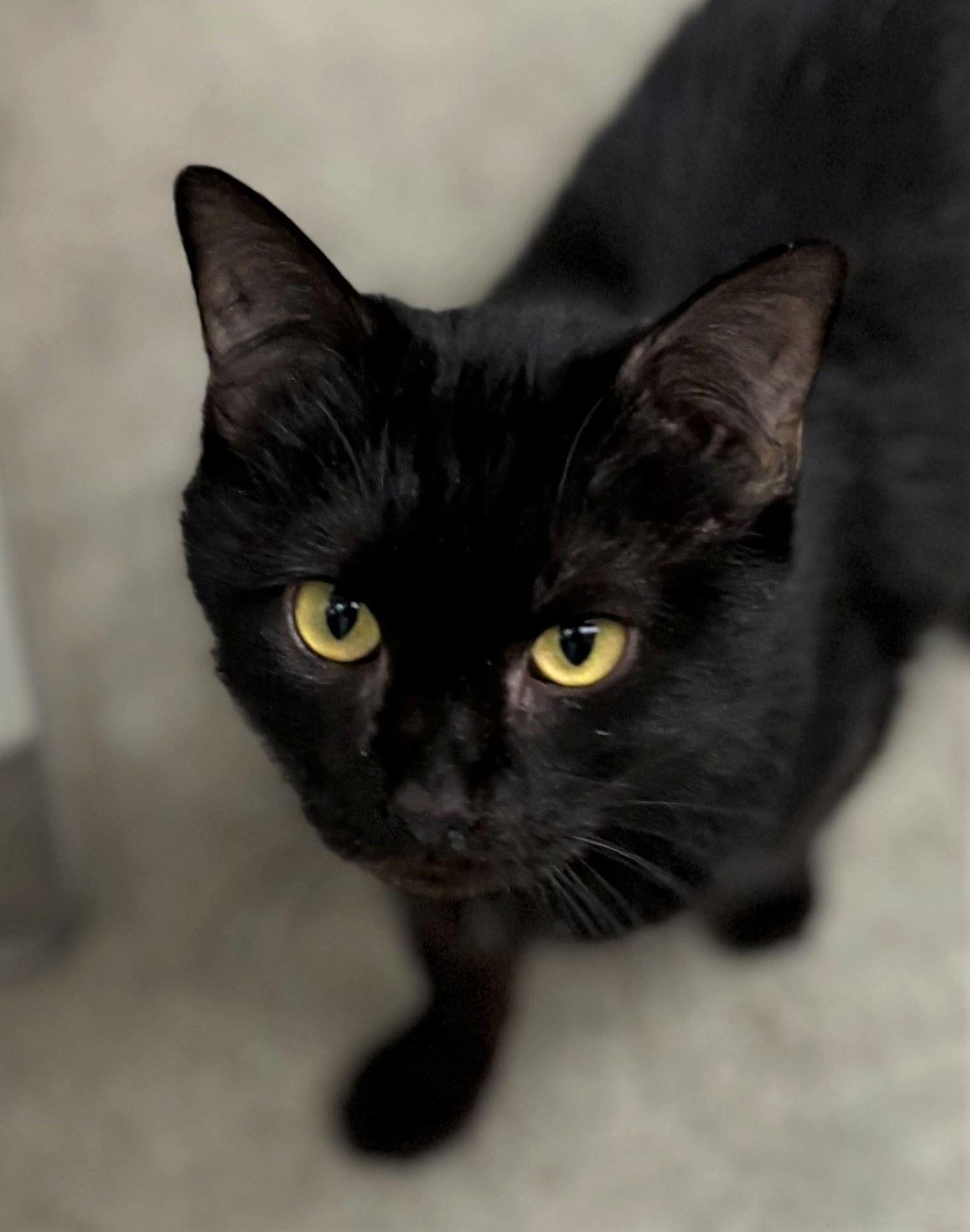 Bullet, a ADOPTABLE Domestic Short Hair in Iowa City, IA image 2/2