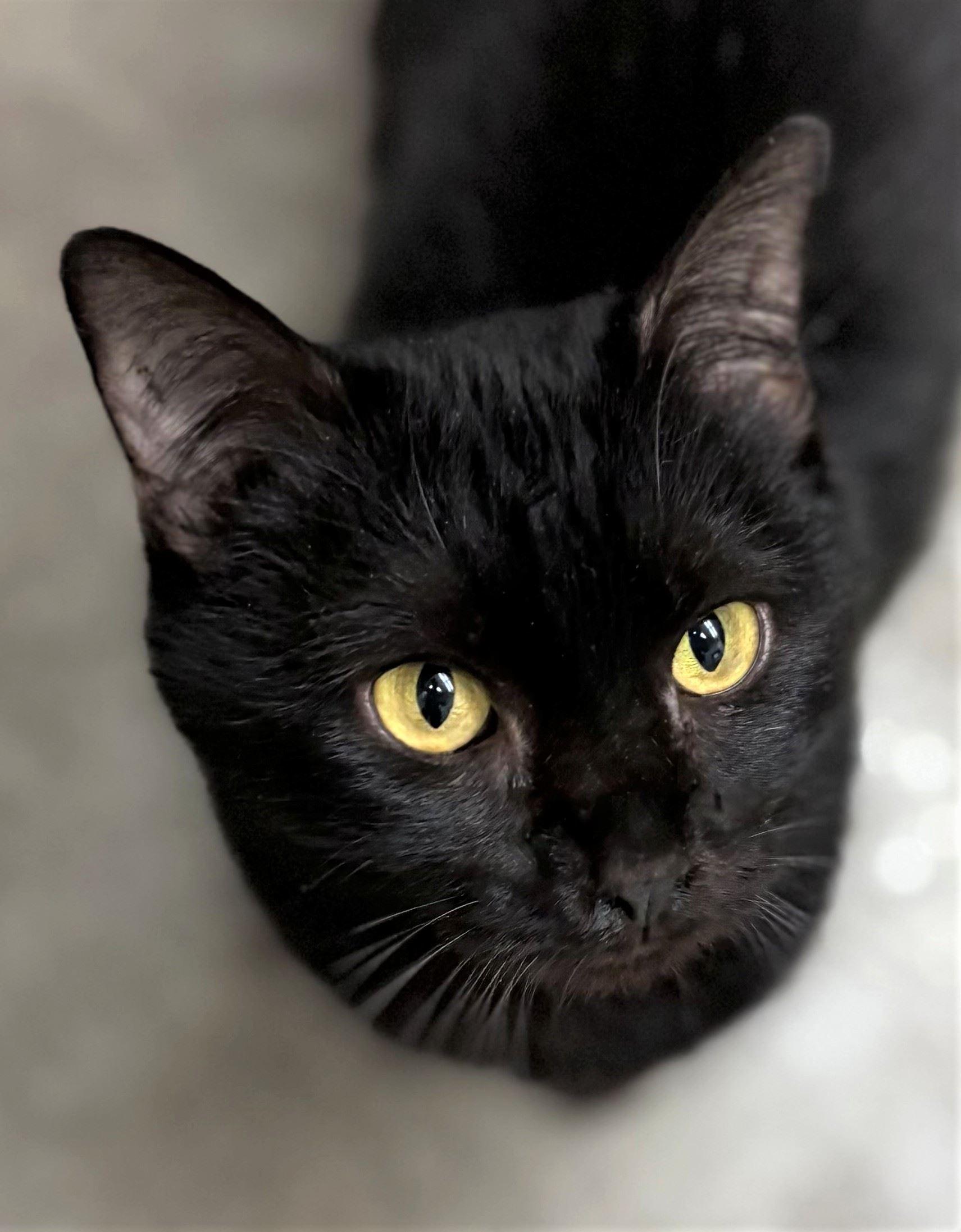 Bullet, a ADOPTABLE Domestic Short Hair in Iowa City, IA image 1/2