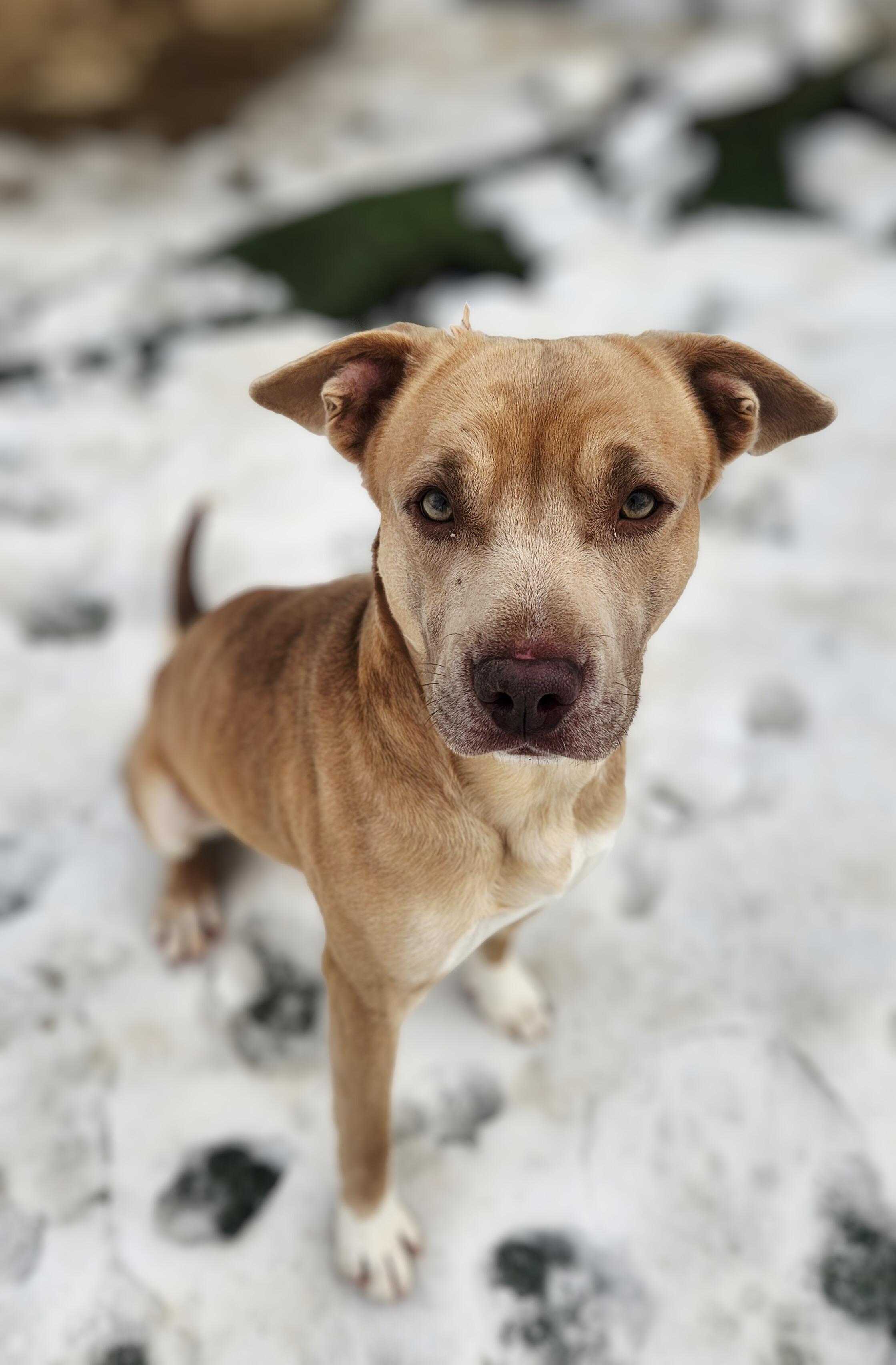 Enlarge Arlo, a ADOPTABLE mixed breed in Greenville, KY image 1/1