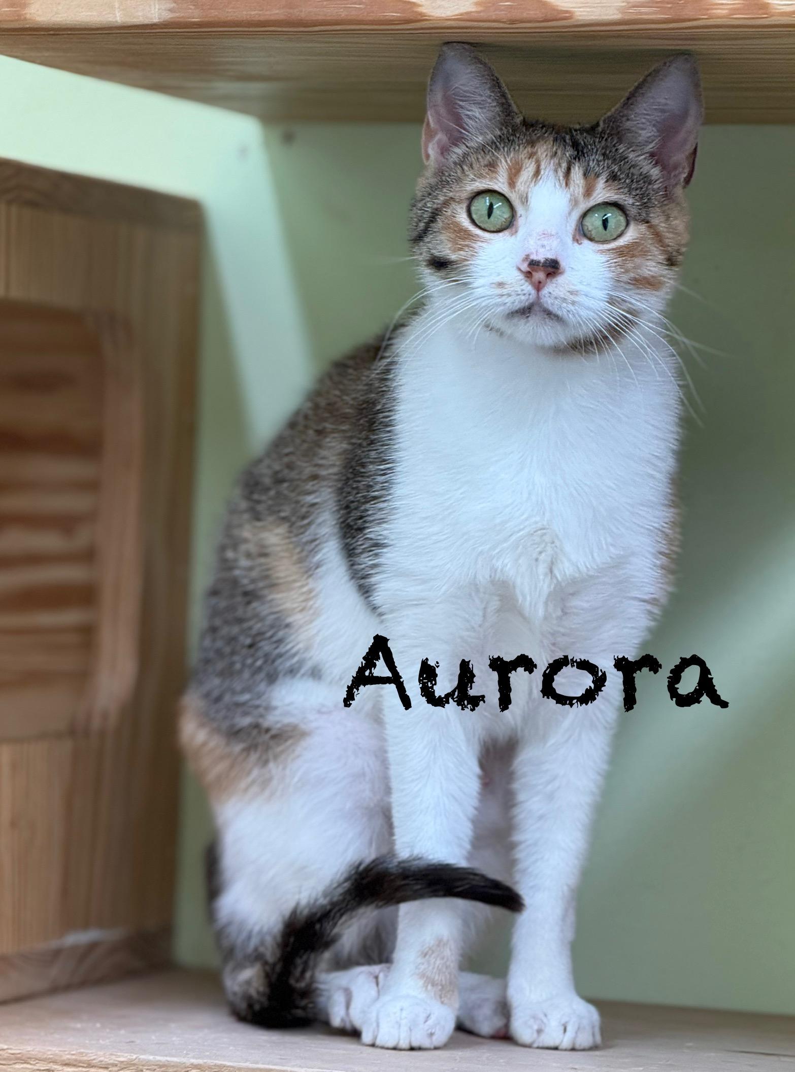 Aurora