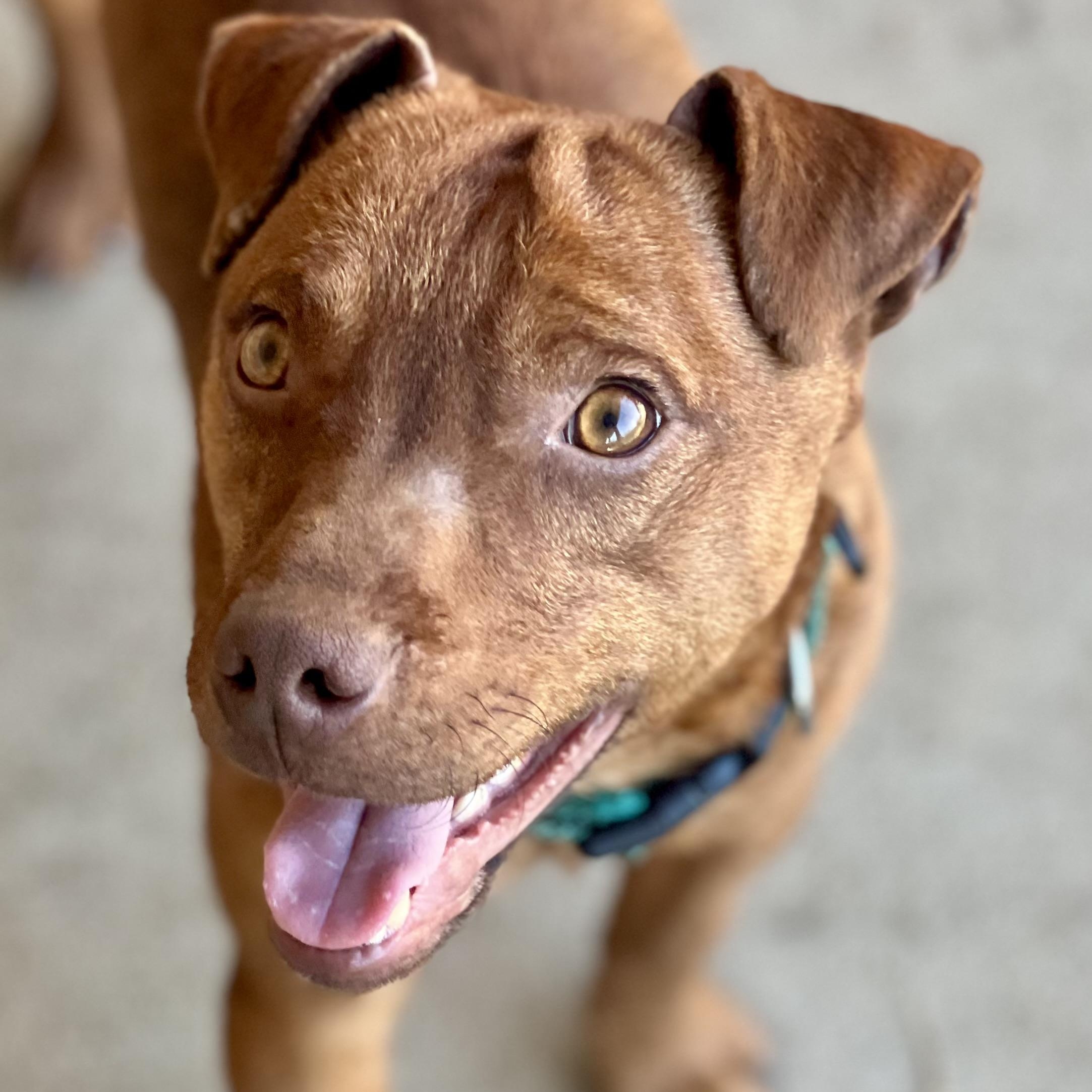 Ronnie , adopted, Adult Male Feist.