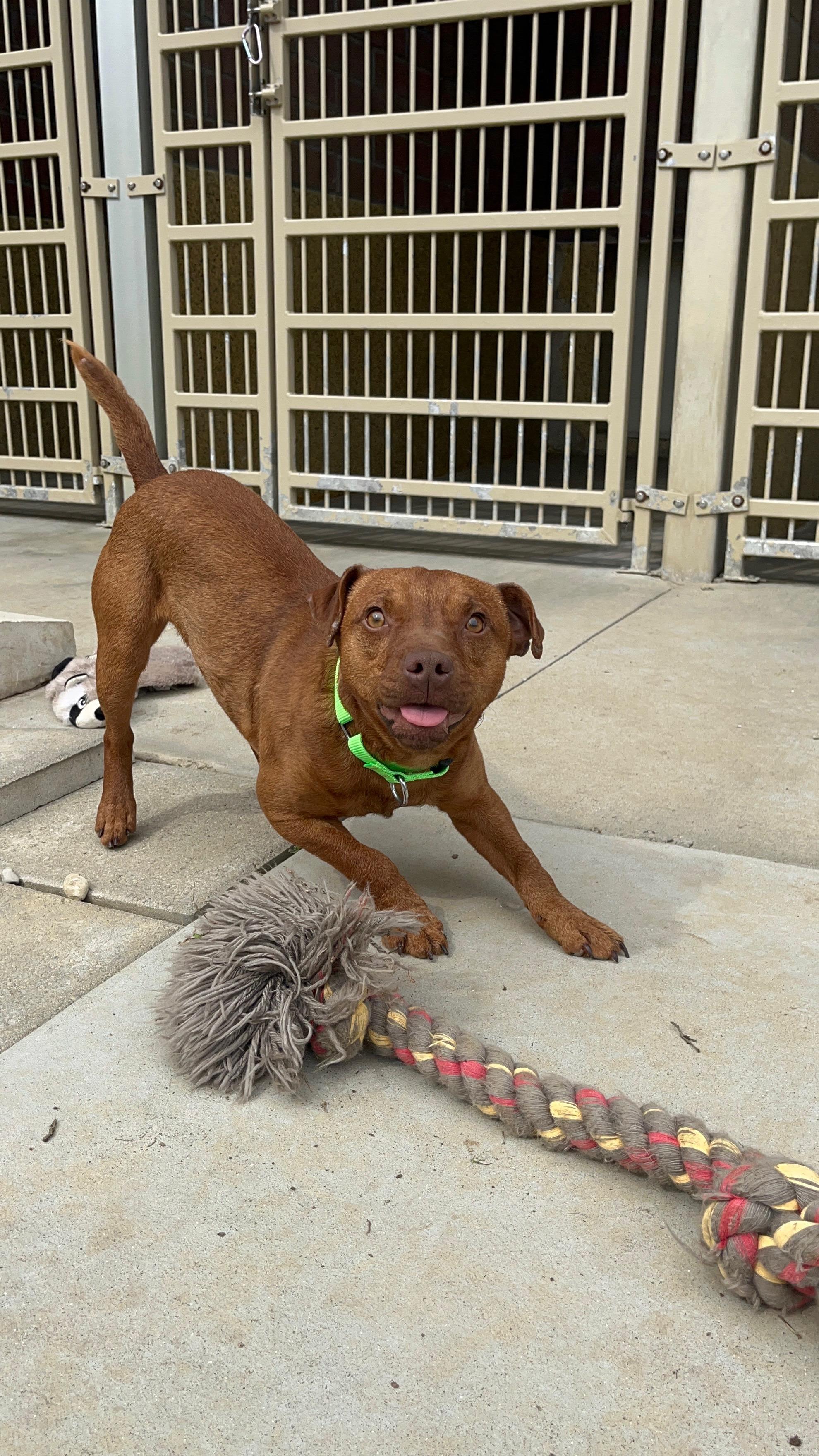 Enlarge Ronnie , an adopted mixed breed in Monroe, OH image 2/3