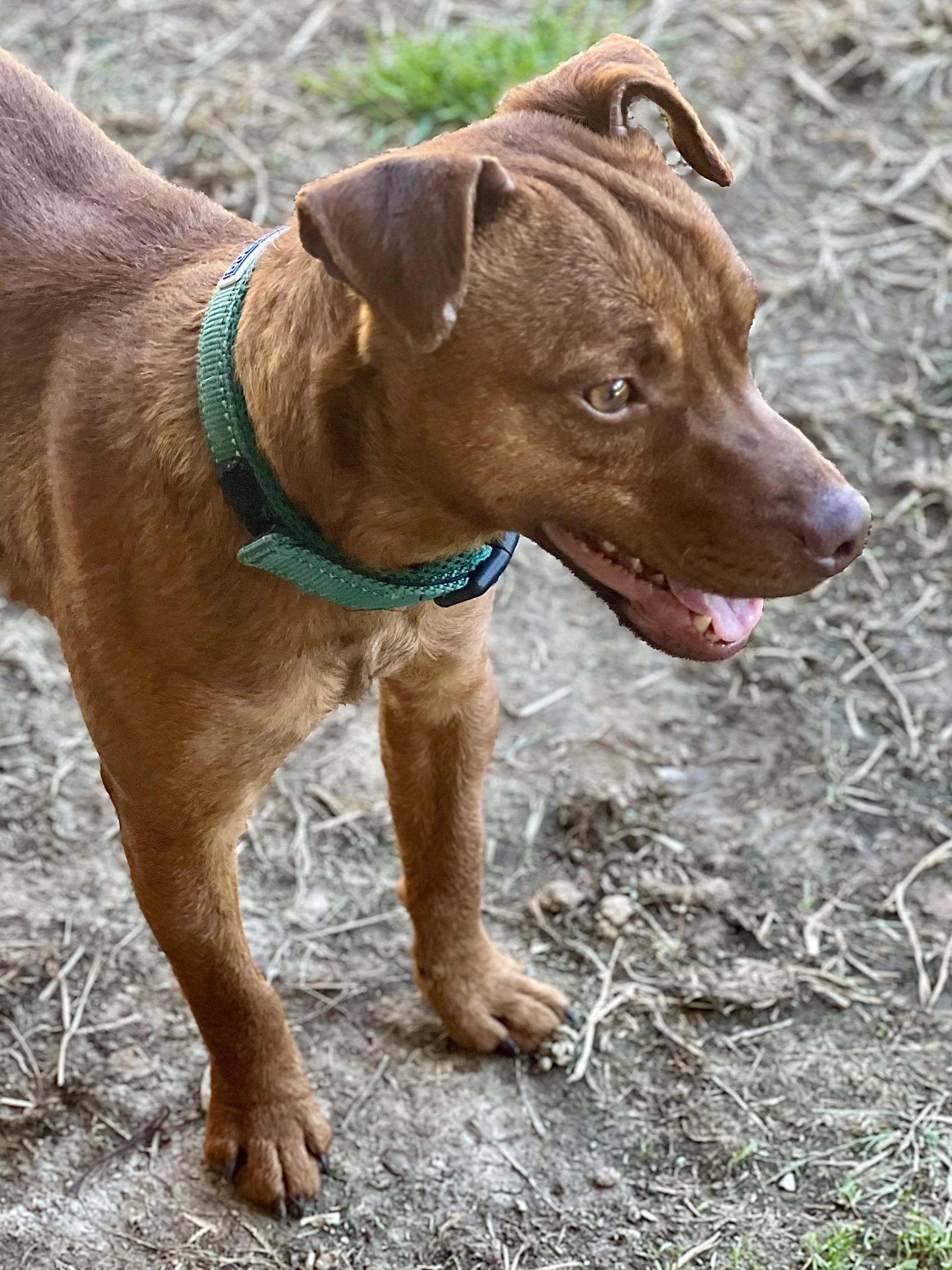 Enlarge Ronnie , an adopted mixed breed in Monroe, OH image 3/3