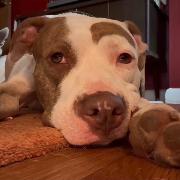 Udon, Adoptable, Adult Female Mixed Breed.
