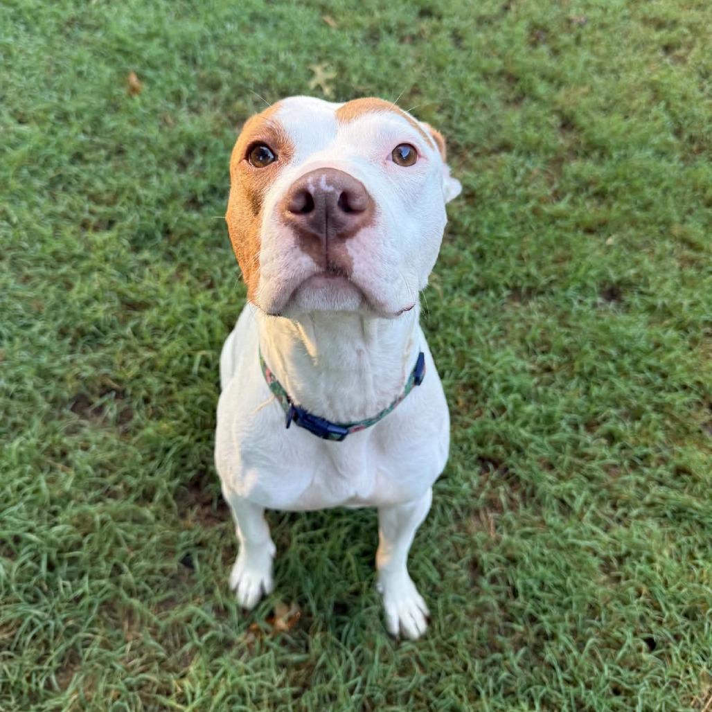 Enlarge Udon, a Adoptable Mixed Breed in Winston-Salem, NC image 3/6