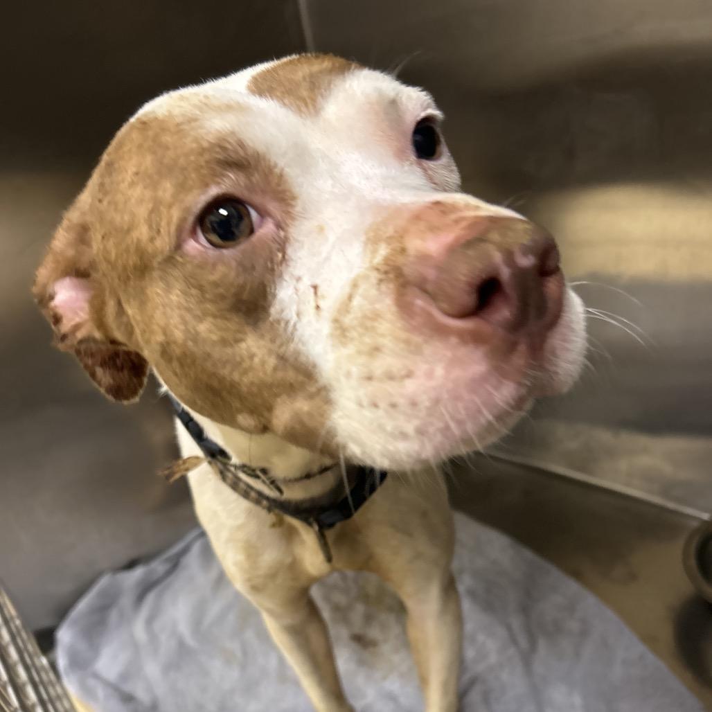 Udon, Adoptable, Adult Female Mixed Breed.