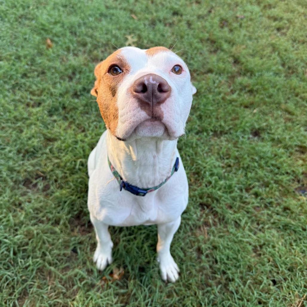 Enlarge Udon, a Adoptable Mixed Breed in Winston-Salem, NC image 6/6