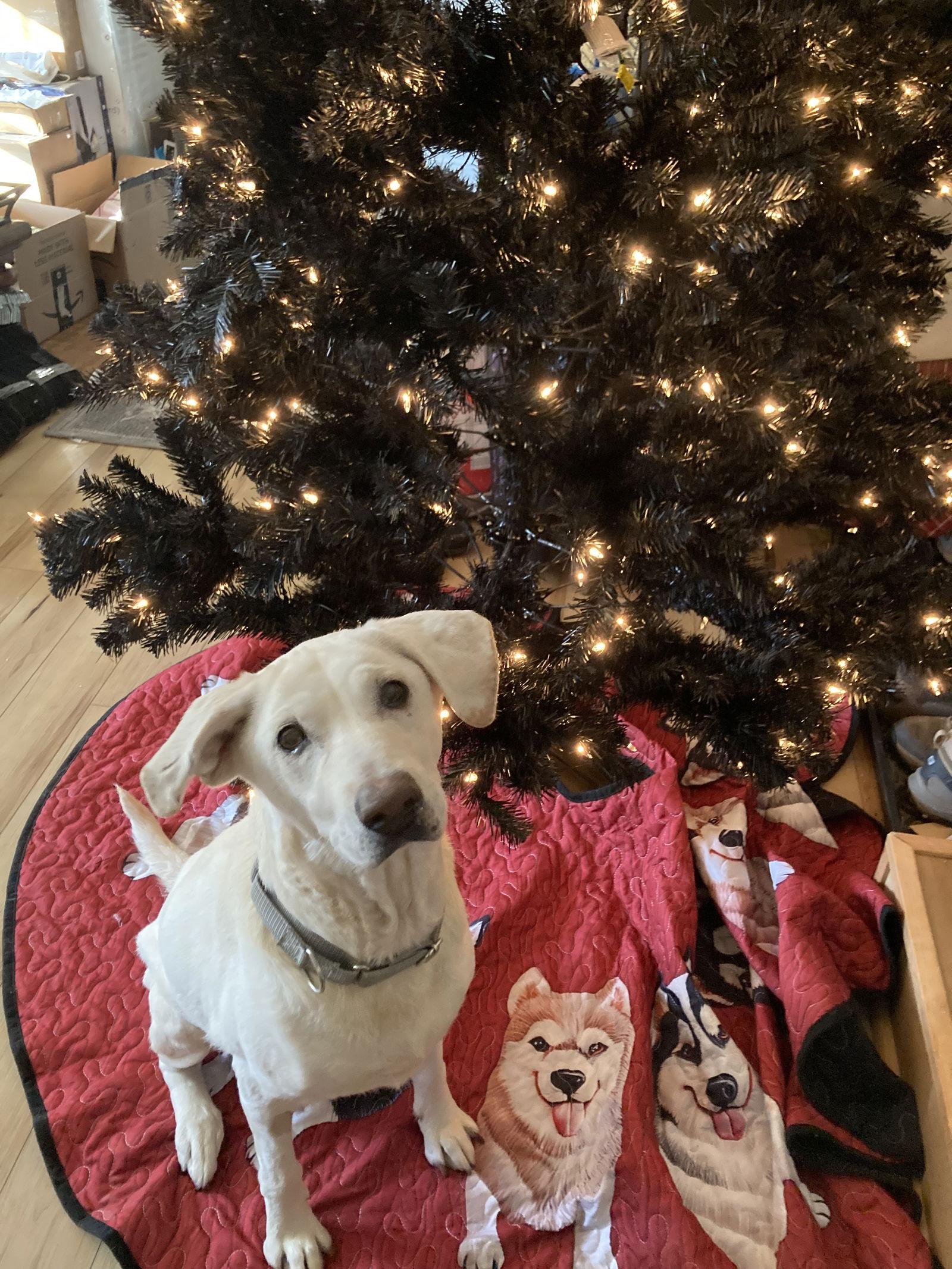 Wallis Simpson, Adoptable, Senior Female Labrador Retriever & Hound.