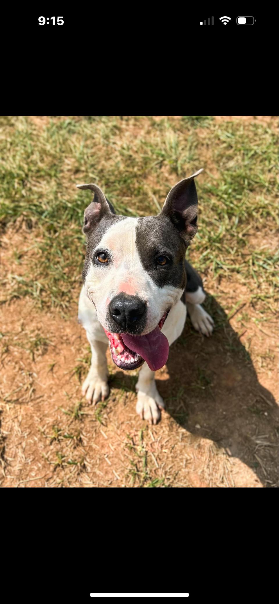 Karma, a Adoptable mixed breed in Rutherfordton, NC image 1/3