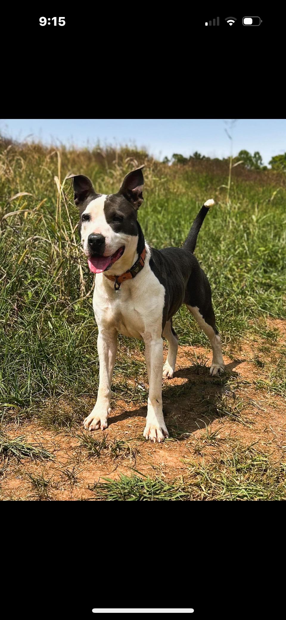 Karma, a Adoptable mixed breed in Rutherfordton, NC image 2/3