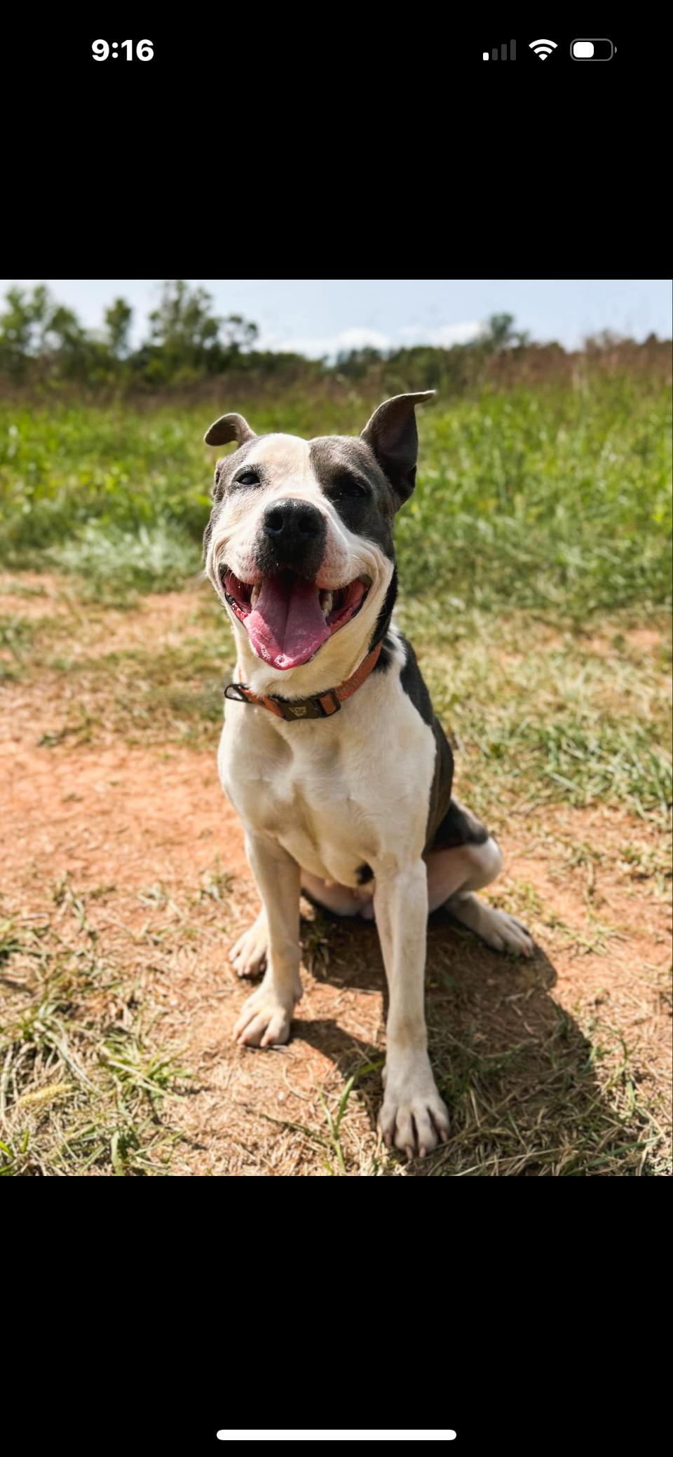 Karma, a Adoptable mixed breed in Rutherfordton, NC image 3/3