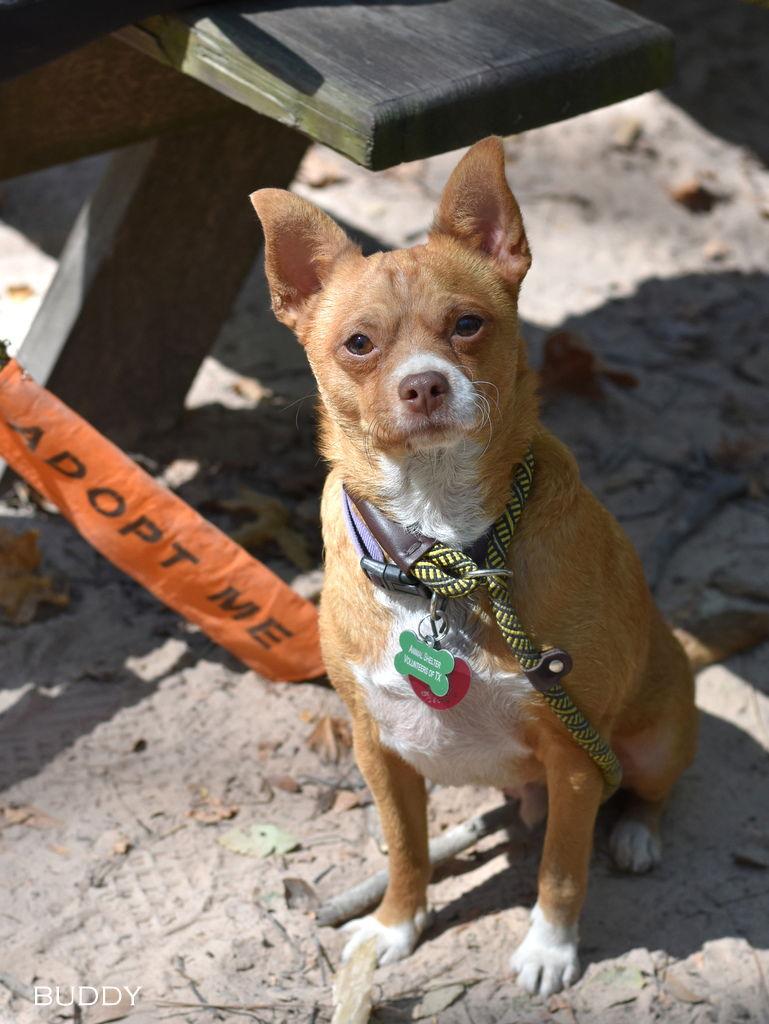 Buddy, Adoptable, Adult Male Chihuahua & Rat Terrier.