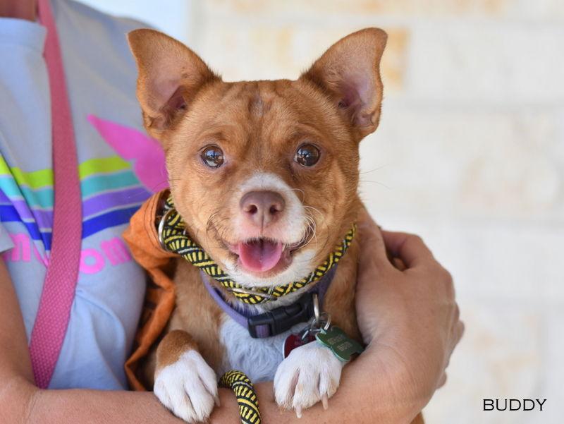 Buddy, a Adoptable mixed breed in Montgomery, TX image 3/3