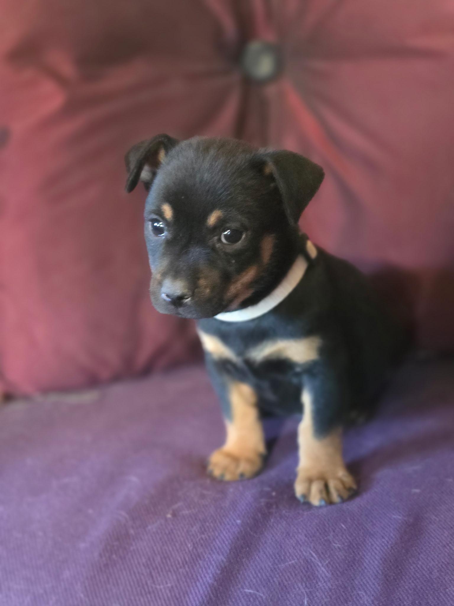 Simon, ADOPTABLE, Puppy Male Shepherd.