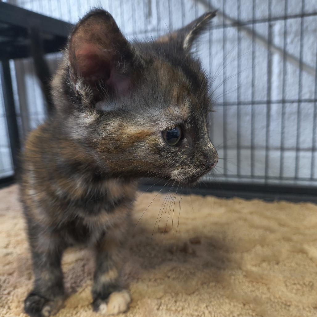 Charlie, Adoptable, Kitten Female Domestic Short Hair.