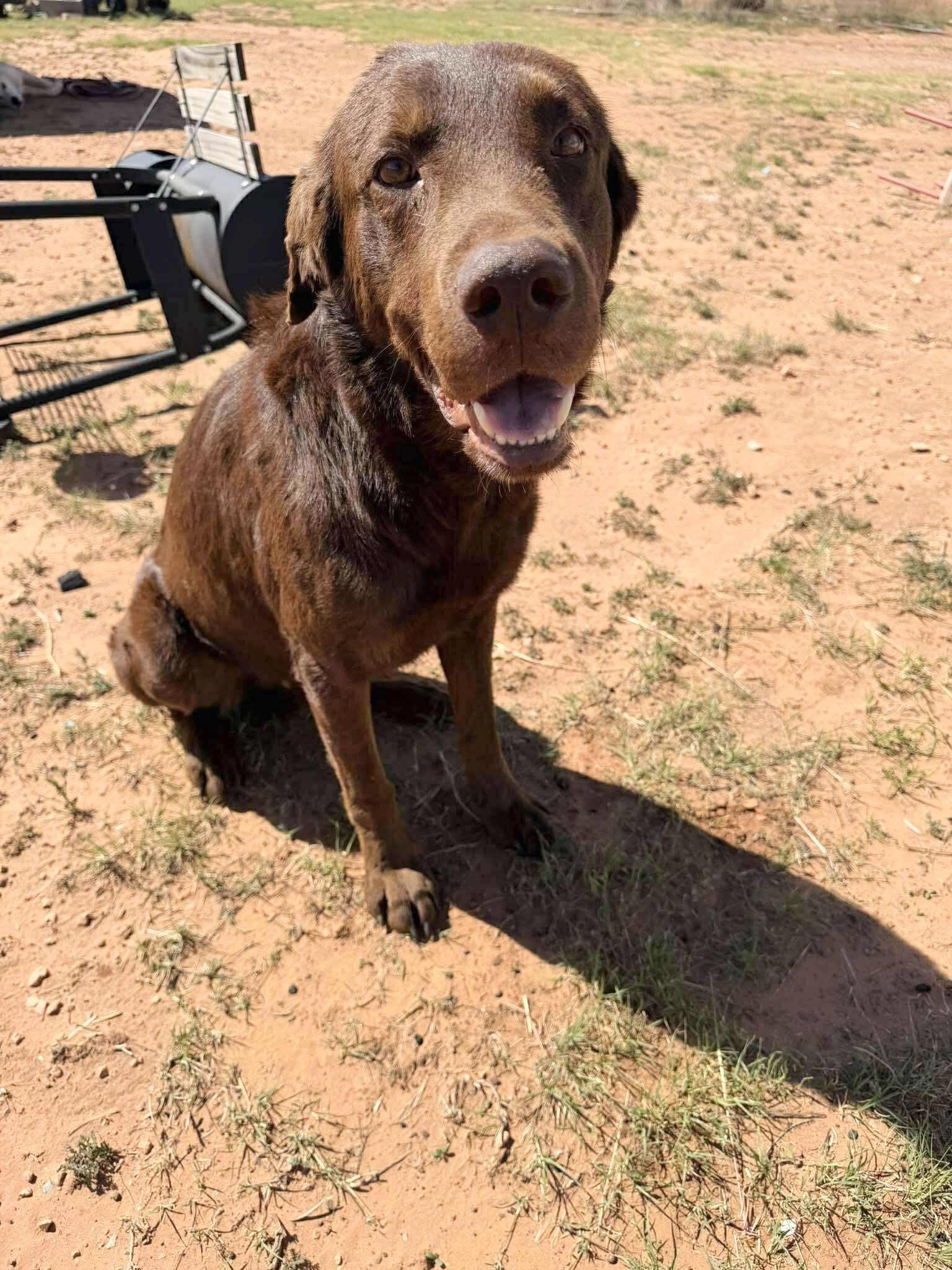 Enlarge Mocha, a Adoptable Labrador Retriever in Cedar Park, TX image 2/2