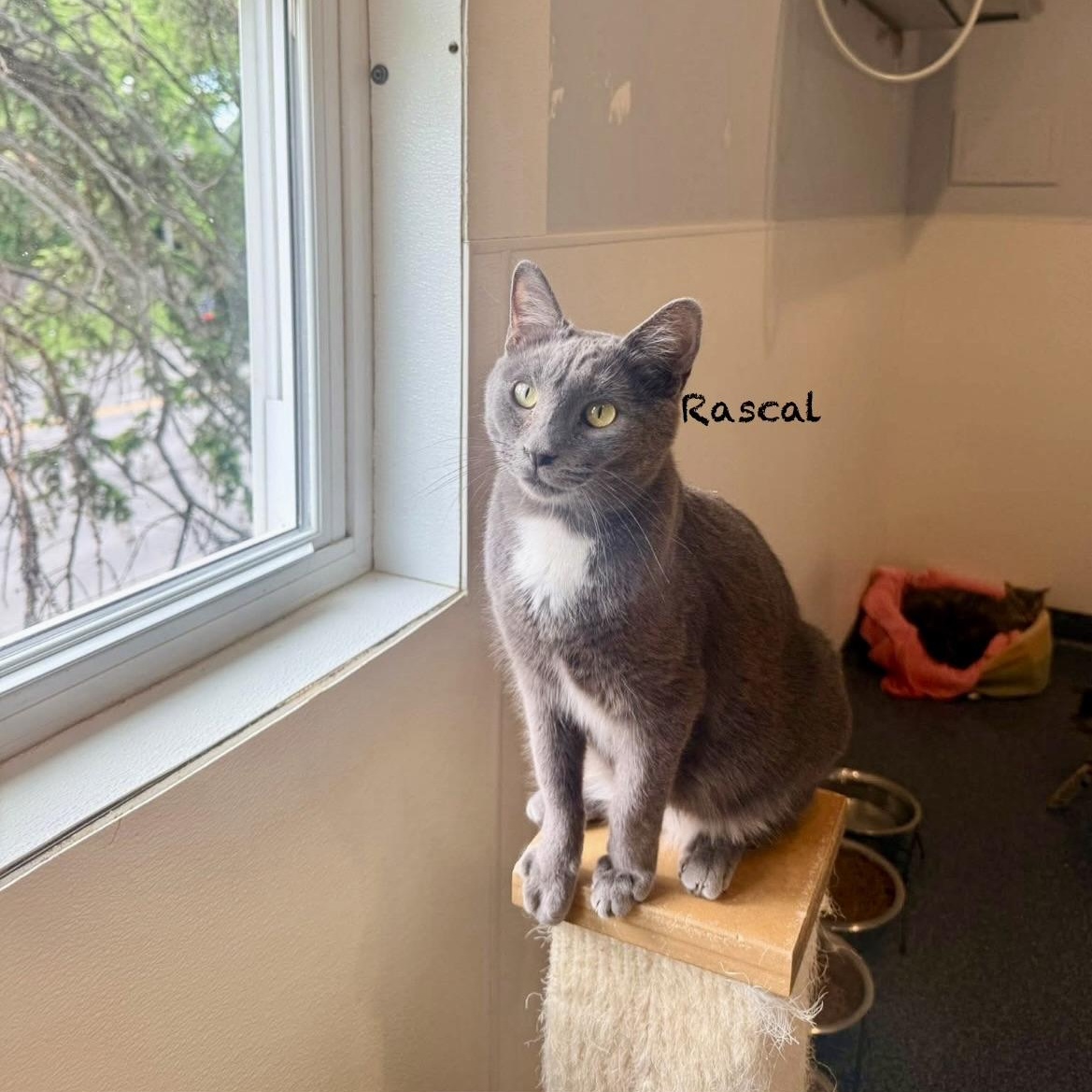 Enlarge Rascal, an adoptable American Shorthair in Palatine, IL image 4/5