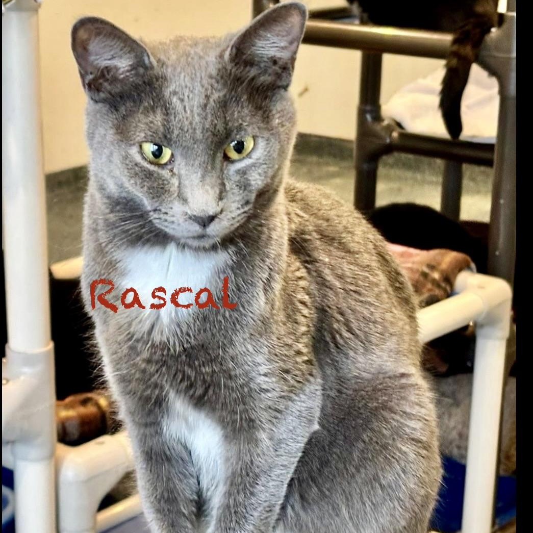 Enlarge Rascal, an adoptable American Shorthair in Palatine, IL image 1/2