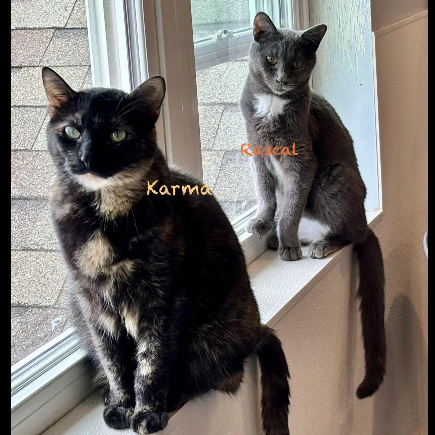 Enlarge Rascal, an adoptable American Shorthair in Palatine, IL image 4/4