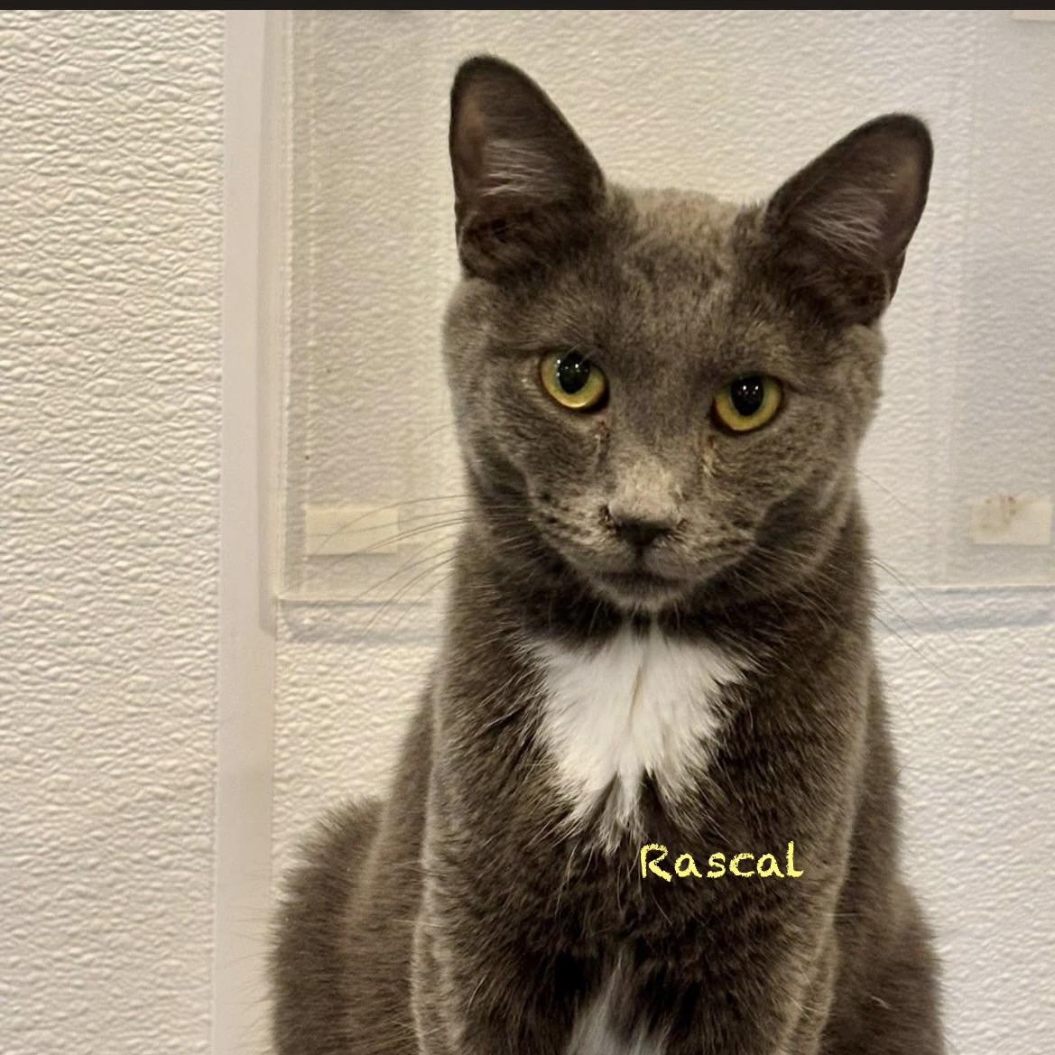 Enlarge Rascal, an adoptable American Shorthair in Palatine, IL image 1/4