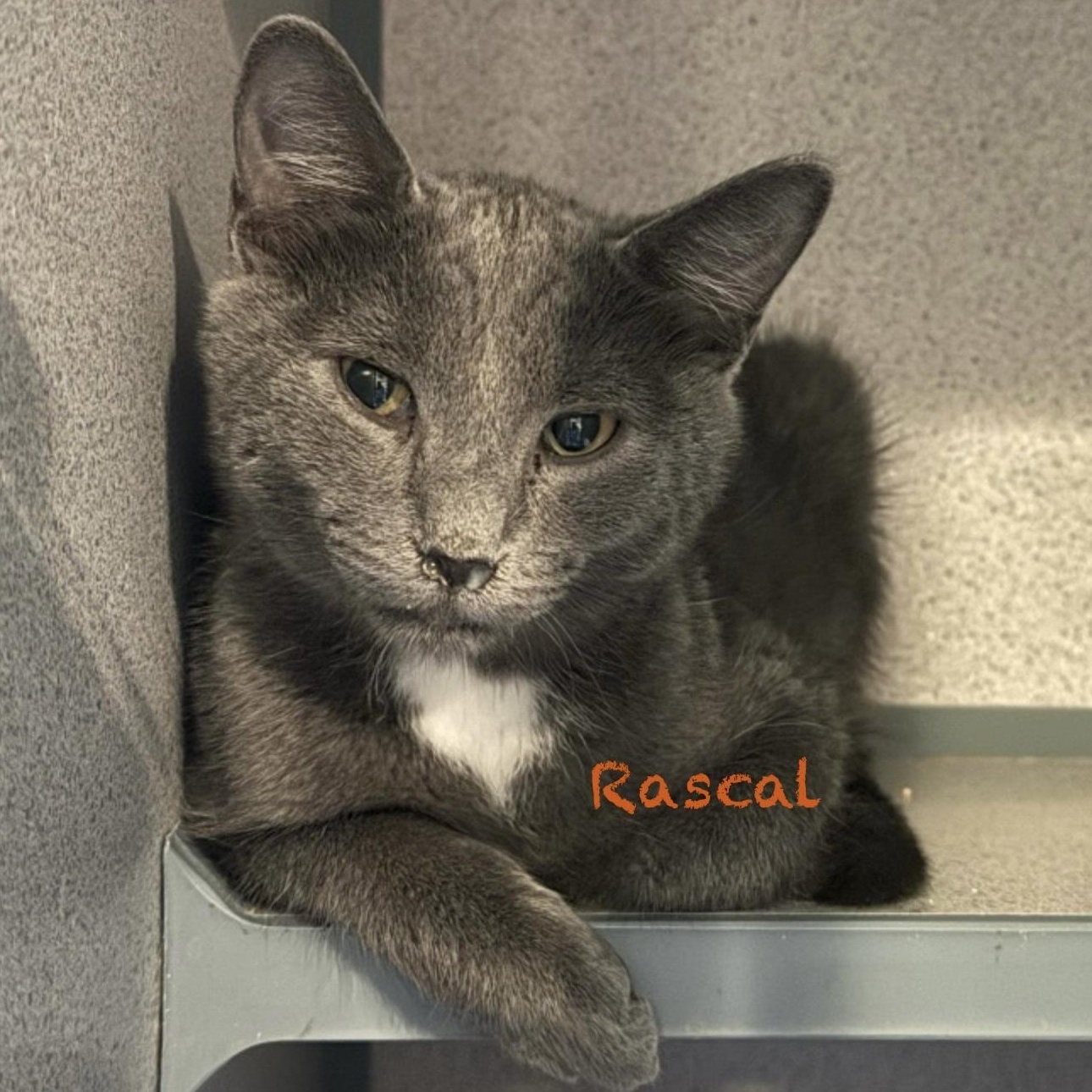 Enlarge Rascal, an adoptable American Shorthair in Palatine, IL image 2/2