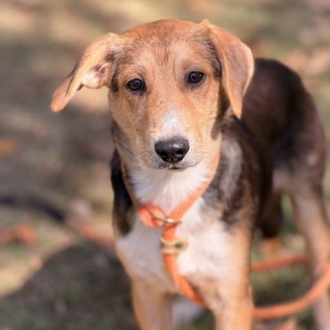 Enlarge Fred, a Adoptable mixed breed in Sparta, NJ image 1/5