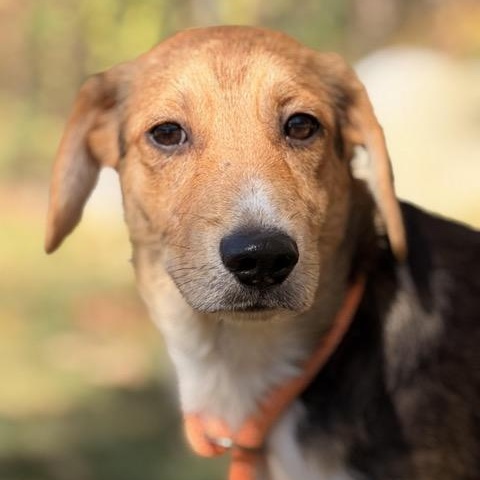 Enlarge Fred, a Adoptable mixed breed in Sparta, NJ image 2/5