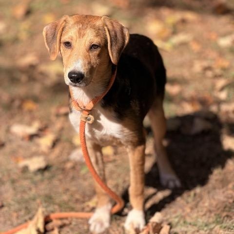 Enlarge Fred, a Adoptable mixed breed in Sparta, NJ image 3/5