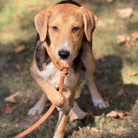 Enlarge Fred, a Adoptable mixed breed in Sparta, NJ image 4/5
