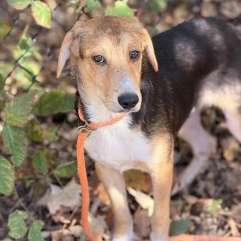 Enlarge Fred, a Adoptable mixed breed in Sparta, NJ image 5/5