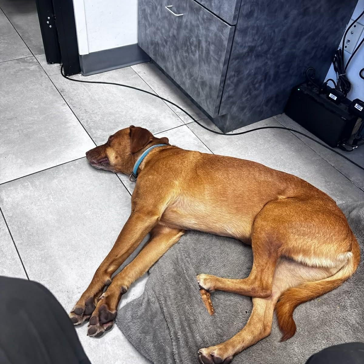 Enlarge CARWASH BUDDY LIVES AT THE CARWASH, a Adoptable mixed breed in Flower Mound, TX image 4/6