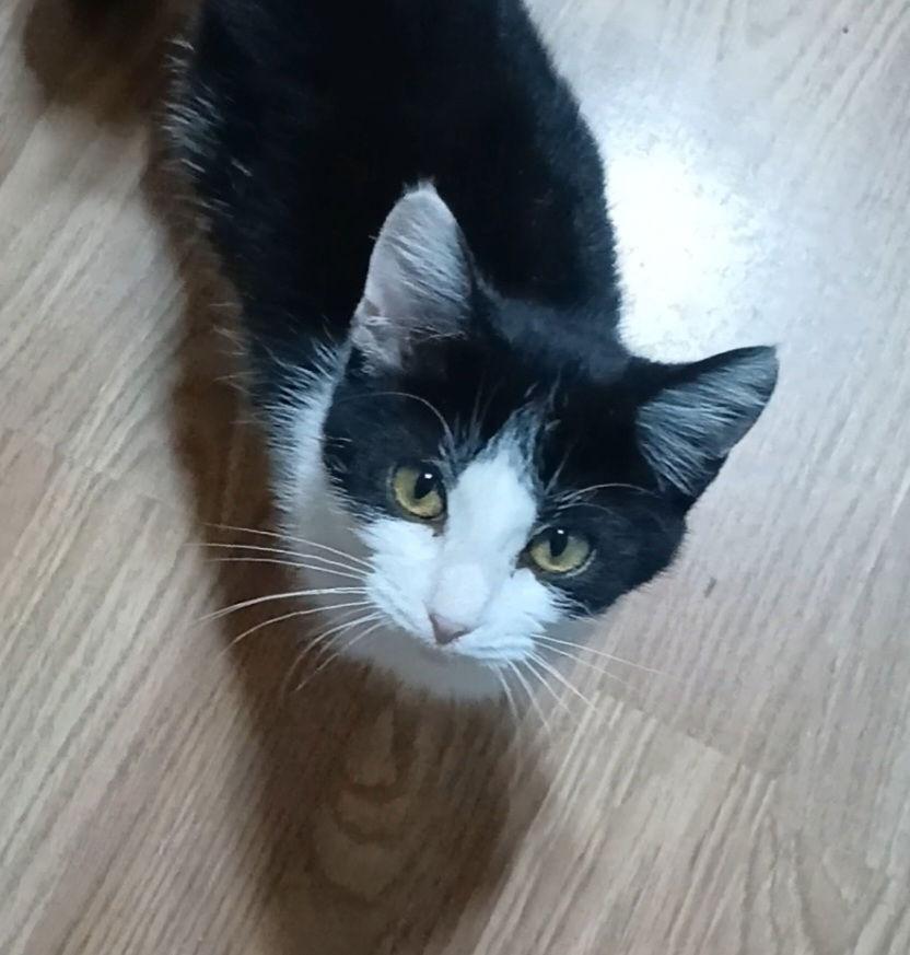 Enlarge Checkerboard, a Adoptable Domestic Short Hair in Bay City, MI image 1/1