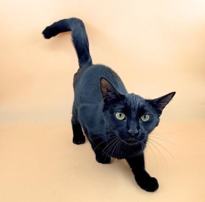 Daffodil , ADOPTABLE, Adult Female Domestic Short Hair.