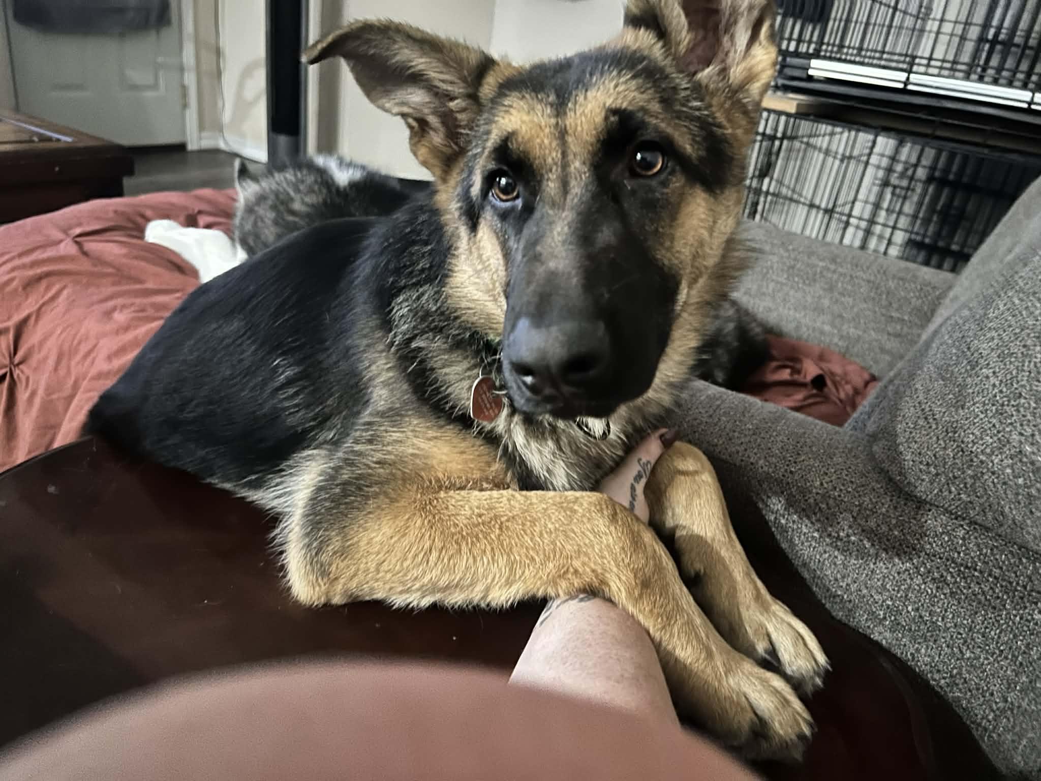 Aleana , ADOPTABLE, Young Female German Shepherd Dog.