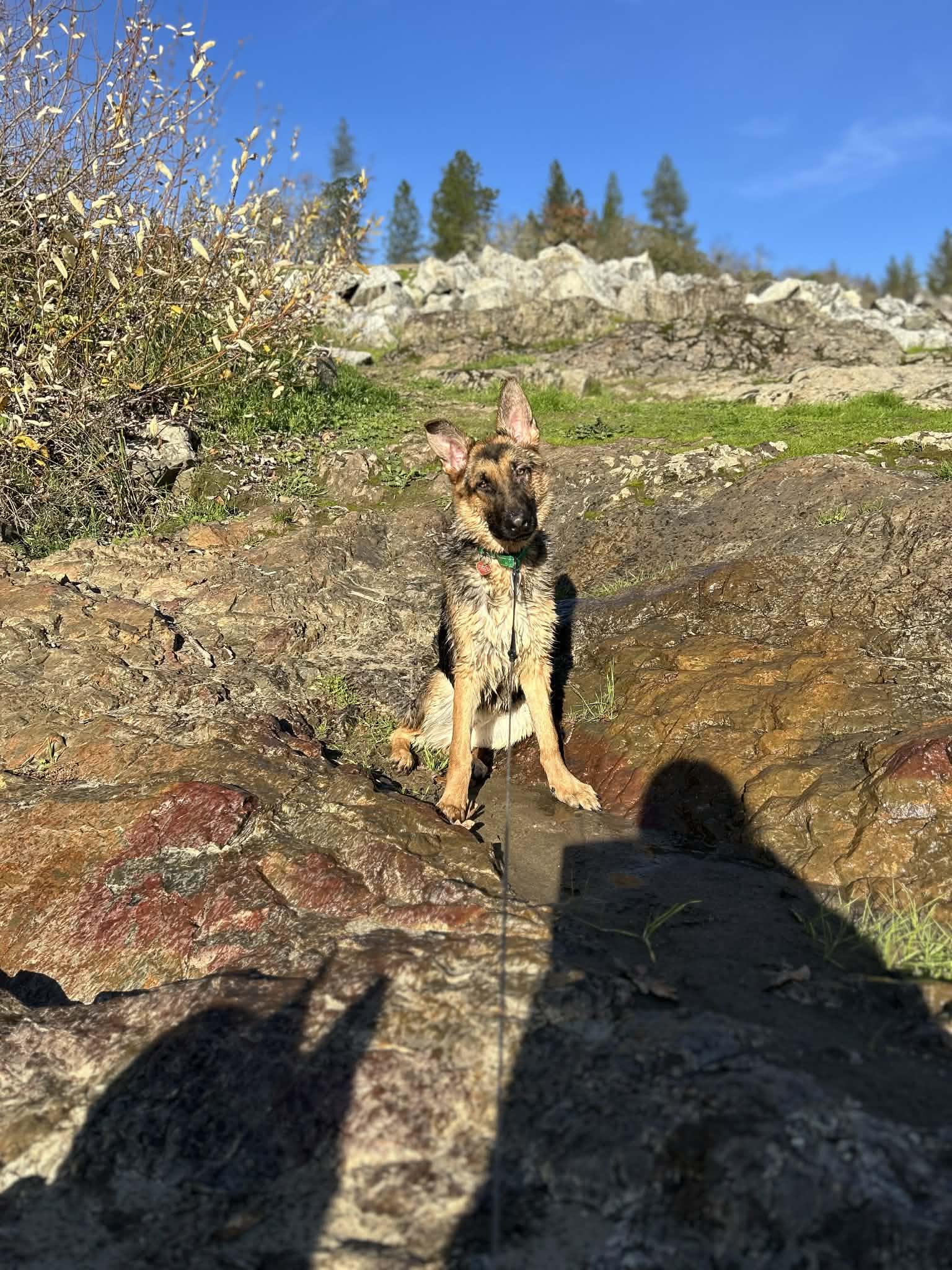 Enlarge Aleana , a ADOPTABLE German Shepherd Dog in Grants Pass, OR image 2/6