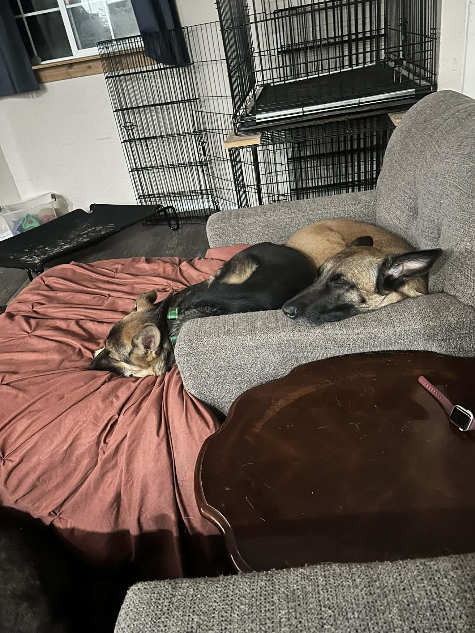 Enlarge Aleana , a ADOPTABLE German Shepherd Dog in Grants Pass, OR image 4/6