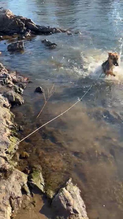 Enlarge Aleana , a ADOPTABLE German Shepherd Dog in Grants Pass, OR video 6/6