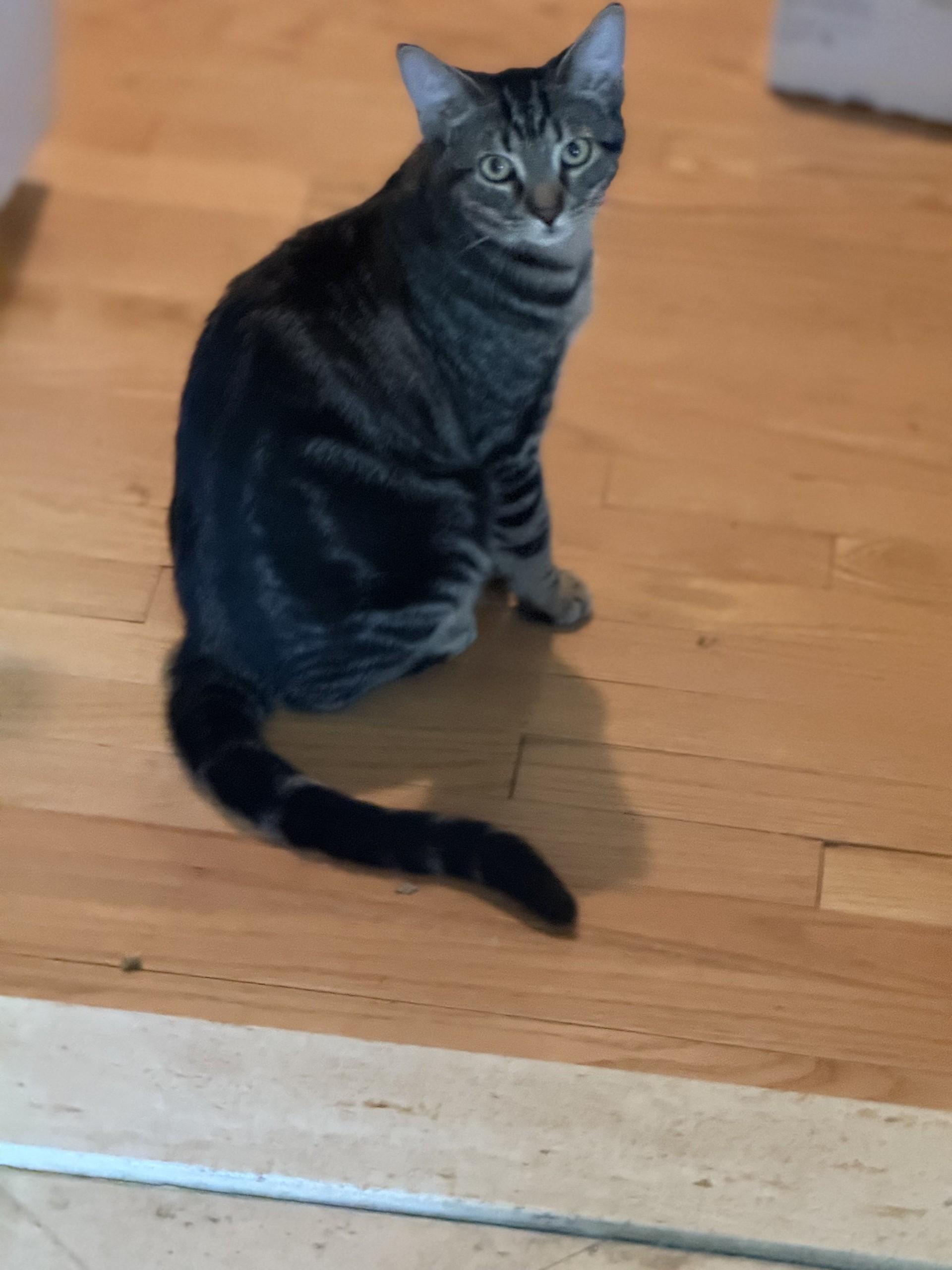 Sassy, ADOPTABLE, Kitten Female Tabby & Maine Coon.