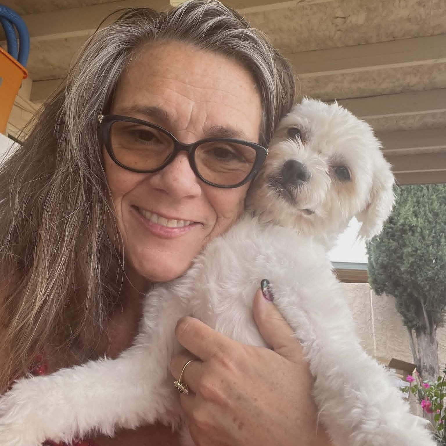 Enlarge Lulu , a Adoptable Maltipoo in Marana, AZ image 3/5