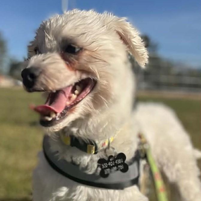 Enlarge Lulu , a Adoptable Maltipoo in Marana, AZ image 2/5