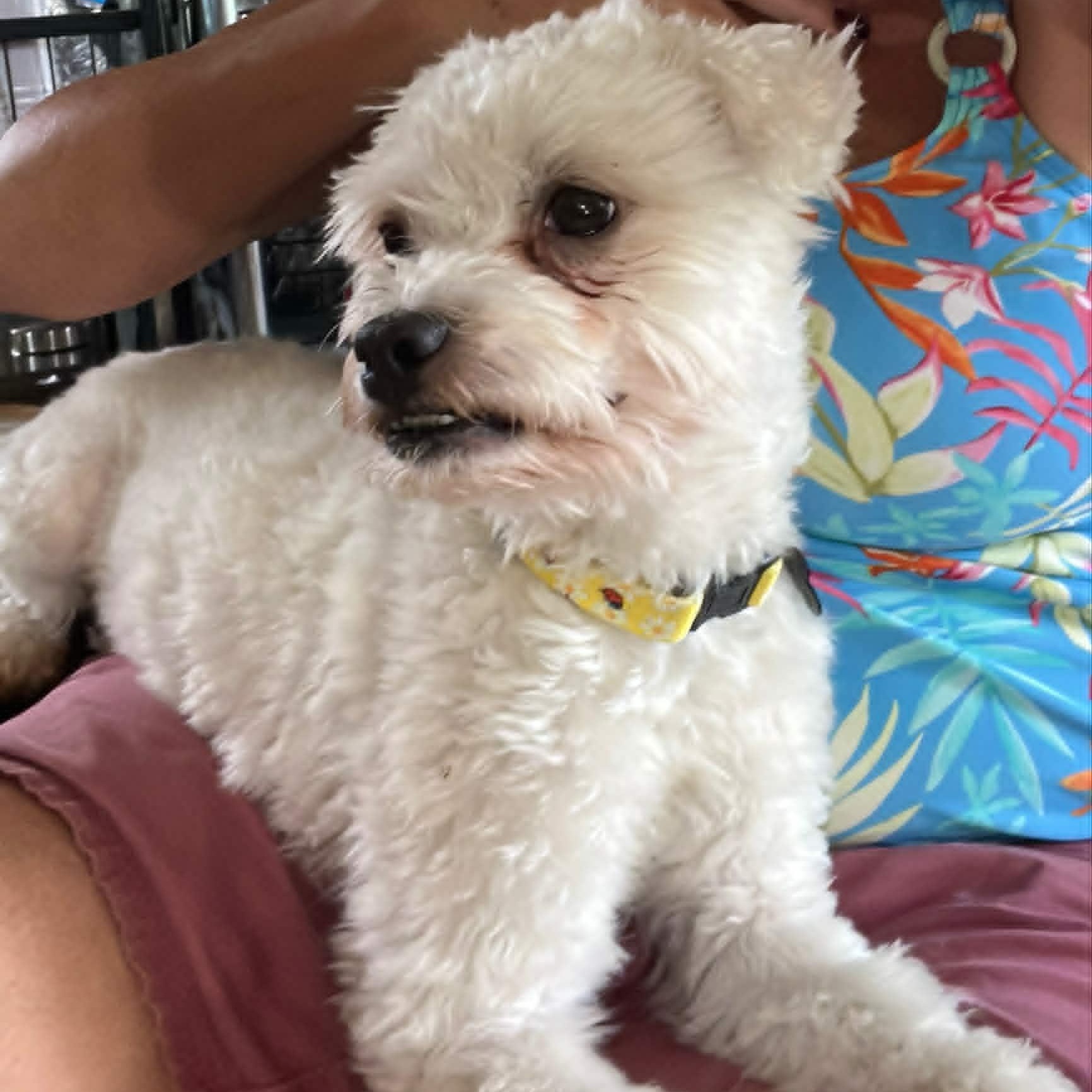 Enlarge Lulu , a Adoptable Maltipoo in Marana, AZ image 4/5