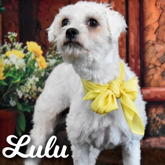 Lulu , Adoptable, Adult Female Maltipoo.