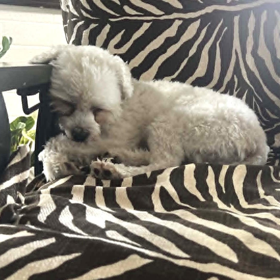 Enlarge Lulu , a Adoptable Maltipoo in Marana, AZ image 5/5