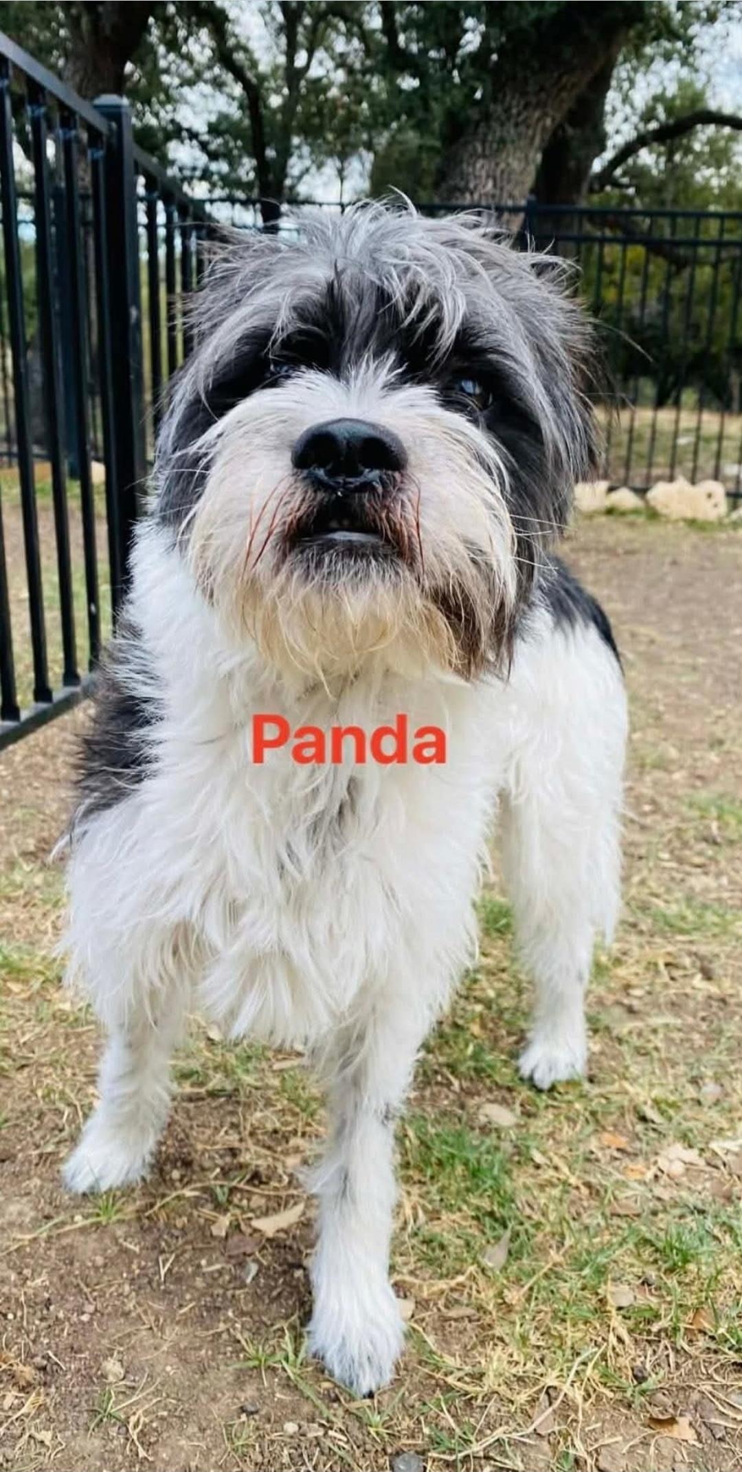 Enlarge Panda, a Adoptable Miniature Schnauzer in Lakewood , NJ image 5/5