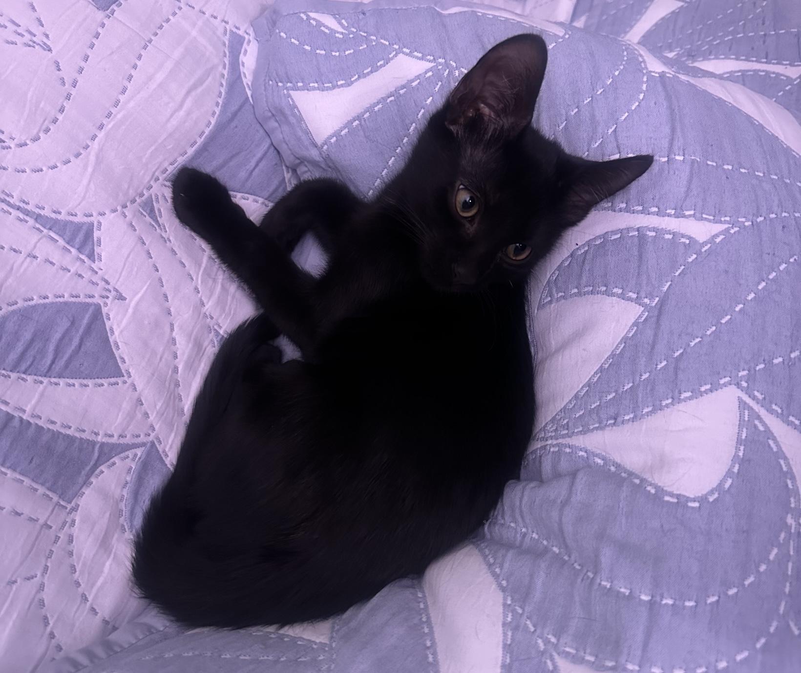 Enlarge Arlo, an adopted Domestic Short Hair in Bayonne, NJ image 1/3