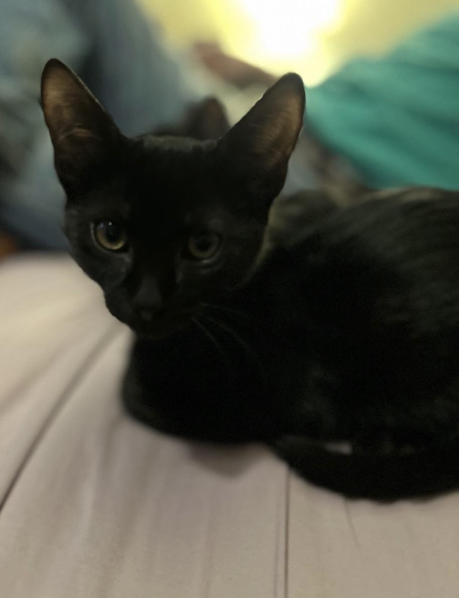 Enlarge Arlo, an adopted Domestic Short Hair in Bayonne, NJ image 2/3