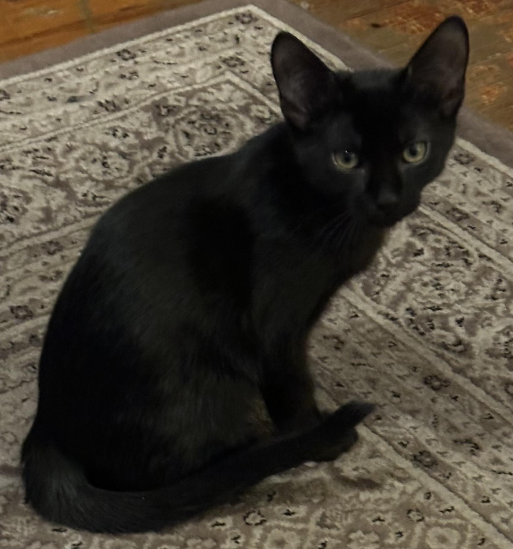 Enlarge Arlo, an adopted Domestic Short Hair in Bayonne, NJ image 3/3