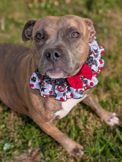 Enlarge Valley, a Adoptable mixed breed in Gulfport, MS image 1/2