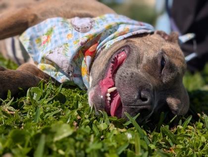 Enlarge Valley, a Adoptable mixed breed in Gulfport, MS image 2/2