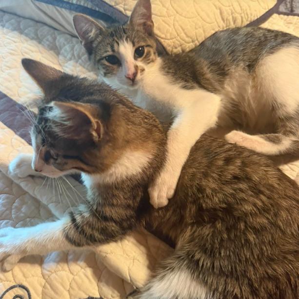 Enlarge Chiffon, a Adoptable Domestic Medium Hair in Gordonsville, TN image 1/2